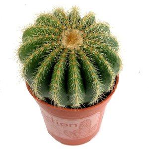 Notocactus_warasii_1